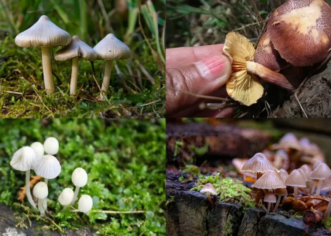 The Complete Guide to Buying Magic Mushrooms Online: Tips, Safety, and Everything In Between