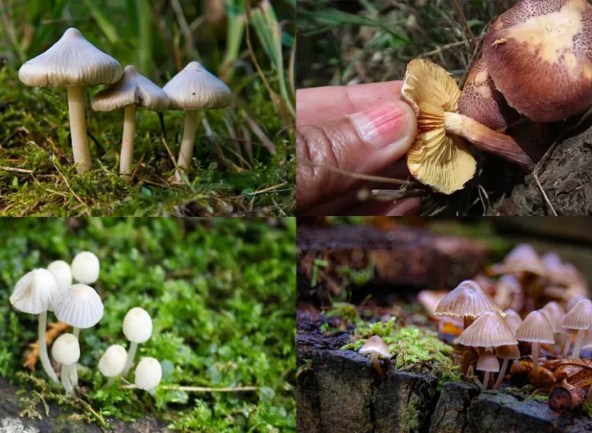 The Complete Guide to Buying Magic Mushrooms Online: Tips, Safety, and Everything In Between