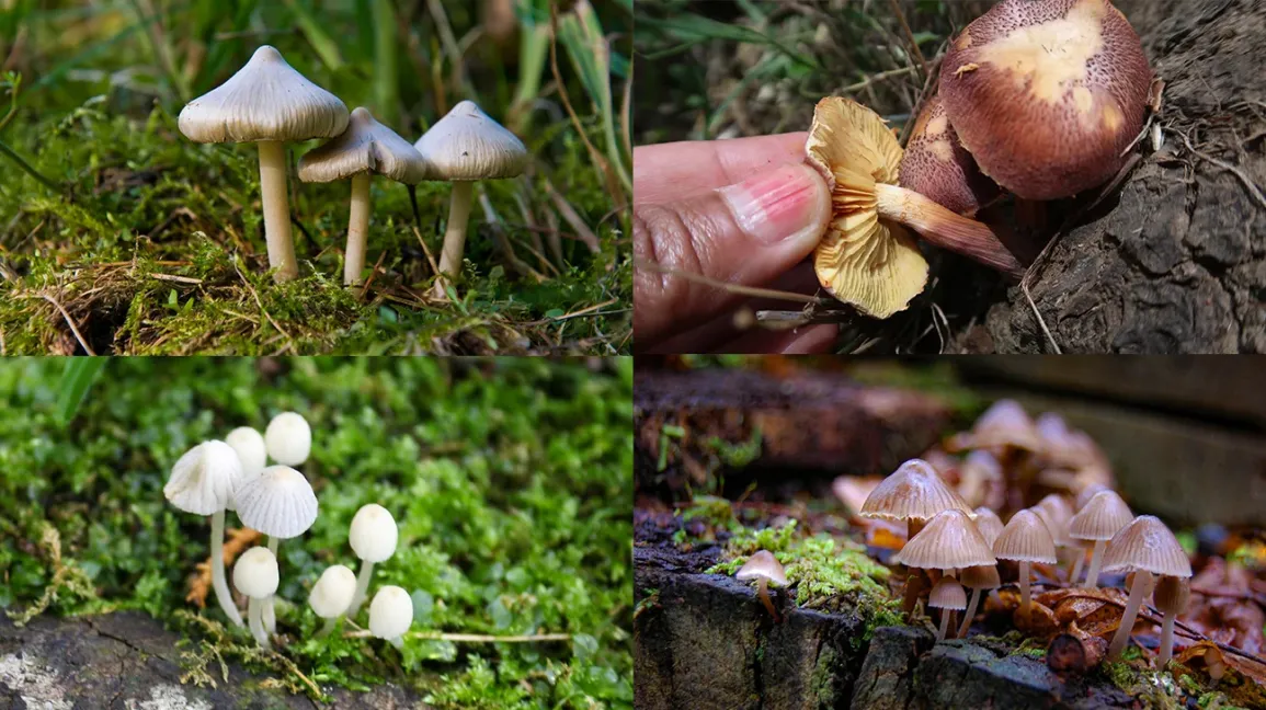The Complete Guide to Buying Magic Mushrooms Online: Tips, Safety, and Everything In Between
