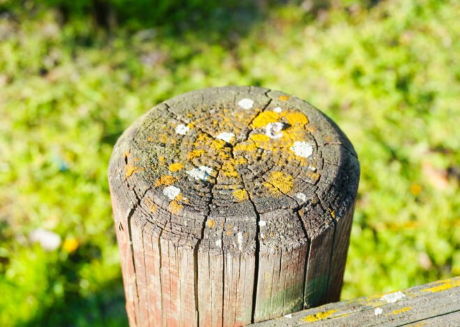 The Role of Thermal Stress in Eliminating Wood-Boring Insects