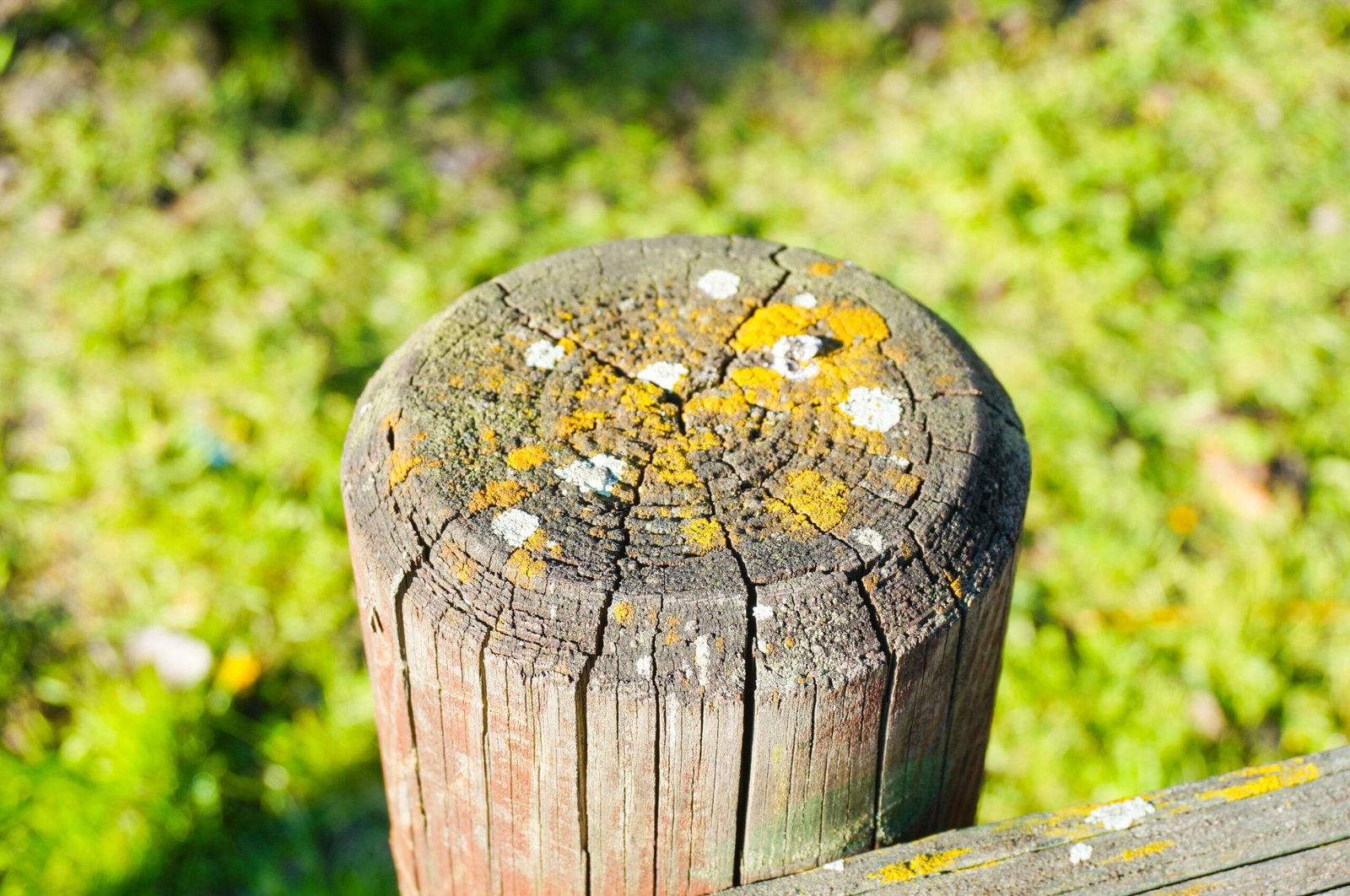 The Role of Thermal Stress in Eliminating Wood-Boring Insects